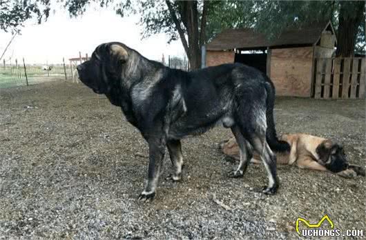 隐秘在神山下的骨灰级猛犬，藏獒与德牧犬的混合体，已有千年历史