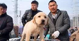 想养狗的宠主注意了，选狗有5个“不选”，选错了就要哭着养下去