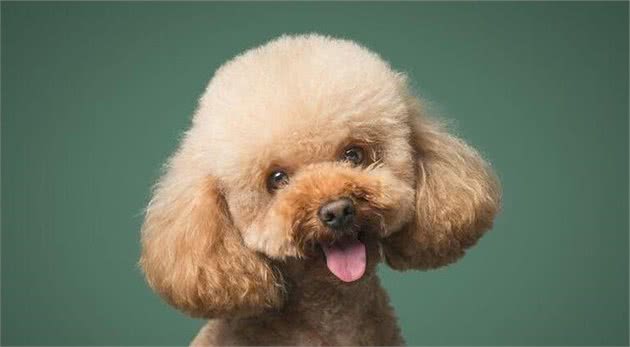 给泰迪犬洗脸的小诀窍！