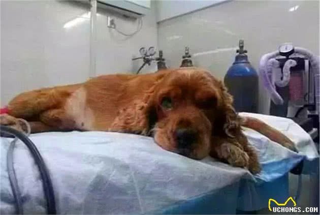 狗狗突然呕吐不止，焦急铲屎官为爱犬求医，方知消毒液导致中毒！