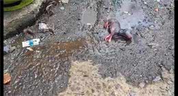 刚出生几天的小狗被扔在路边，它在水坑里拼命呼唤挣扎，不忍心看