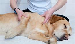 狗狗走路“一瘸一拐”，原因很多种，最多见的有以下几种