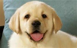 为什么都喜欢养母狗