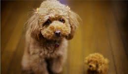 养泰迪犬需要注意什么？新手养泰迪犬要做什么豫备？
