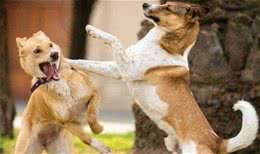 犬受伤了怎么办
