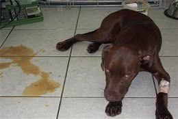 辟谣：犬细小病毒没法治愈等于没救？其实及时治疗，就能够控制病情