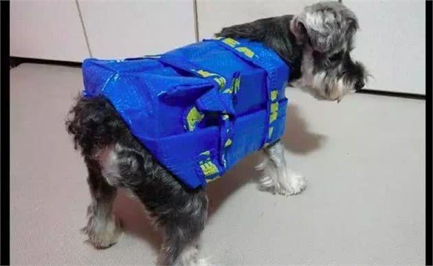 下雨了你还在愁狗狗没有雨衣吗?手工达人一秒变出雨衣来