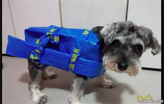 下雨了你还在愁狗狗没有雨衣吗?手工达人一秒变出雨衣来