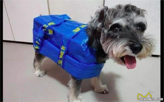 下雨了你还在愁狗狗没有雨衣吗?手工达人一秒变出雨衣来