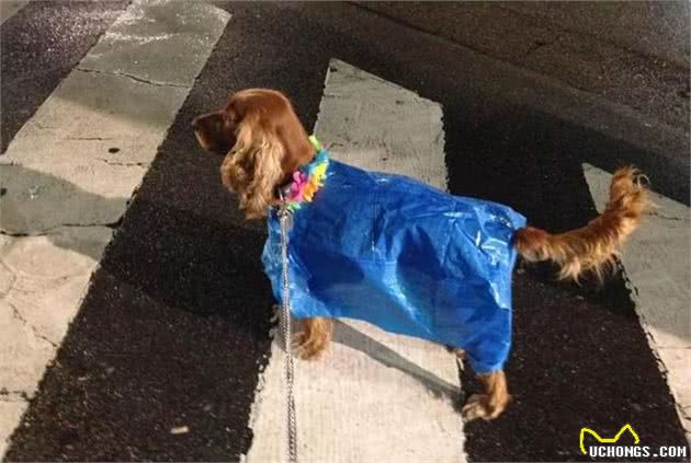 下雨了你还在愁狗狗没有雨衣吗?手工达人一秒变出雨衣来