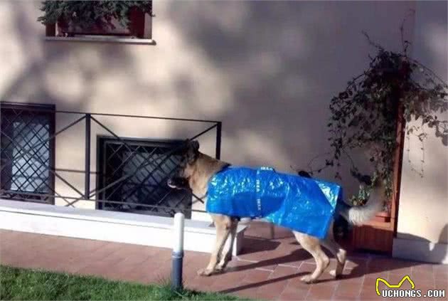 下雨了你还在愁狗狗没有雨衣吗?手工达人一秒变出雨衣来