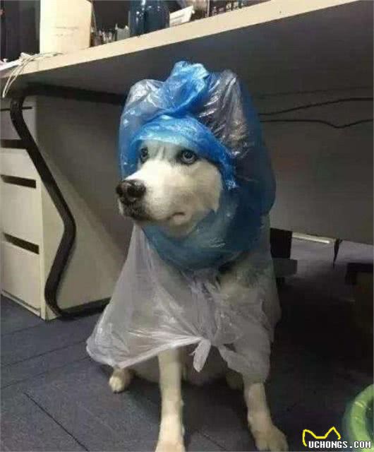 下雨了你还在愁狗狗没有雨衣吗?手工达人一秒变出雨衣来