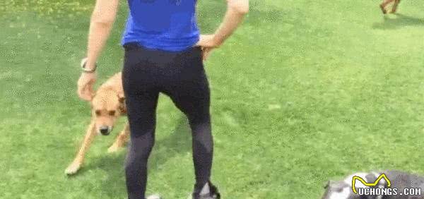 狗狗出现吠叫用暴力解决不了问题，正确的方法快学起来