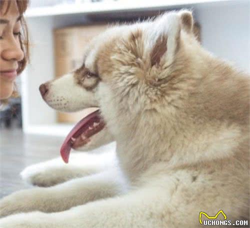 为什么狗狗一张开嘴巴很臭？要如何预防、护理？预防好处有哪些