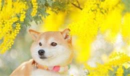 日本秋田“国犬”已经面临灭绝，中国田园犬还有多远？