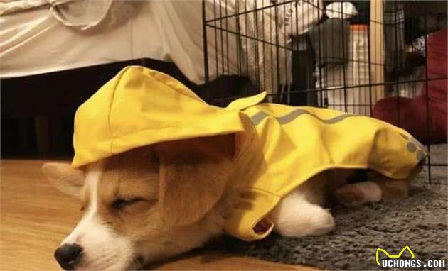 怎么判别一只柯基犬是不是纯种柯基犬？只需要看这4点就能够