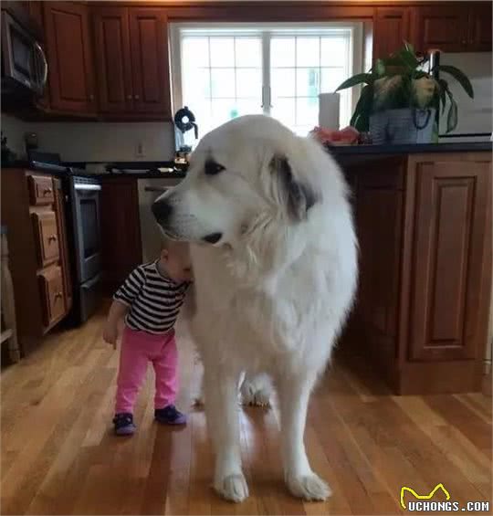 行走的特大号抱抱熊！犬种小科普之忠诚可靠的大白熊犬！