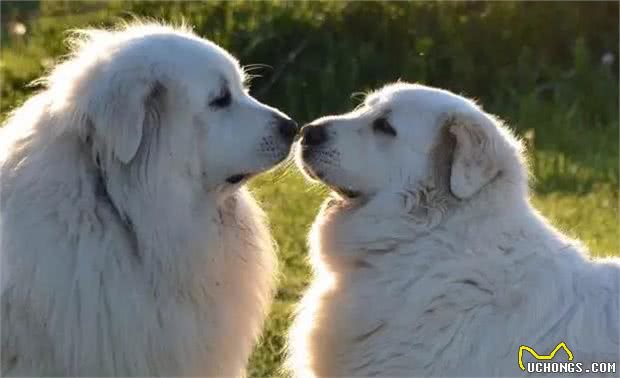 行走的特大号抱抱熊！犬种小科普之忠诚可靠的大白熊犬！