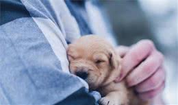 关于犬过敏的那些事，这个先天问题，我们该如何和狗狗一起面对