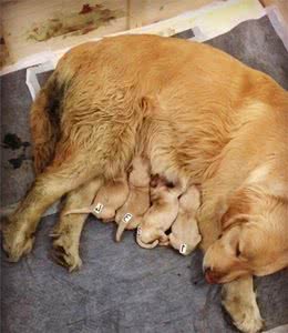 母犬生产完要该怎么做？