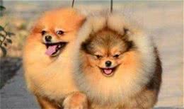 养博美犬时，注意到这6点的，都是有经验的人