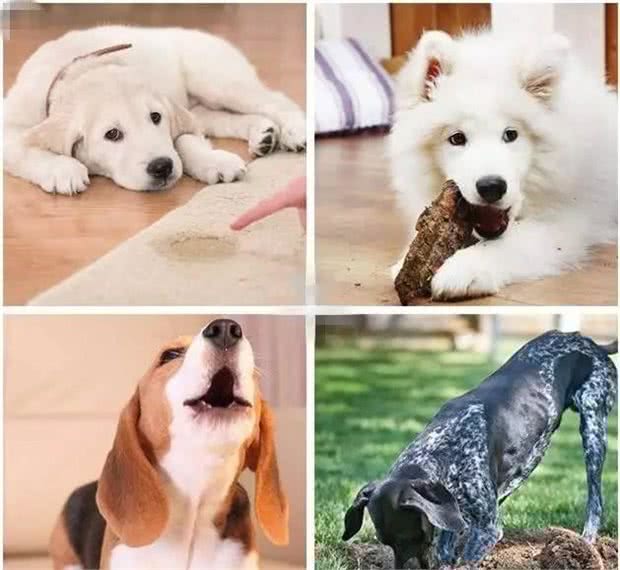 训犬秘笈（一般人我不告诉他）