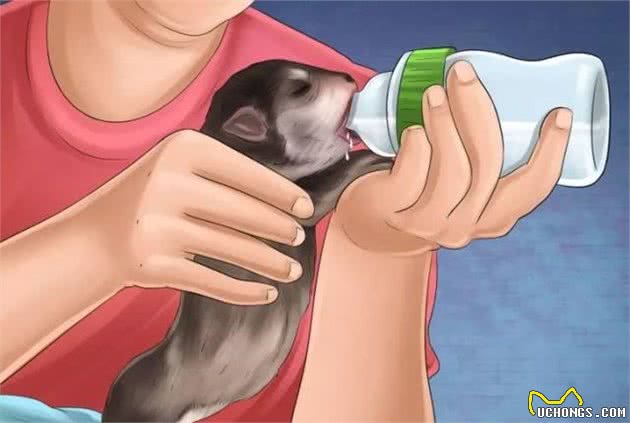 狗妈妈产后缺乳怎么办？
