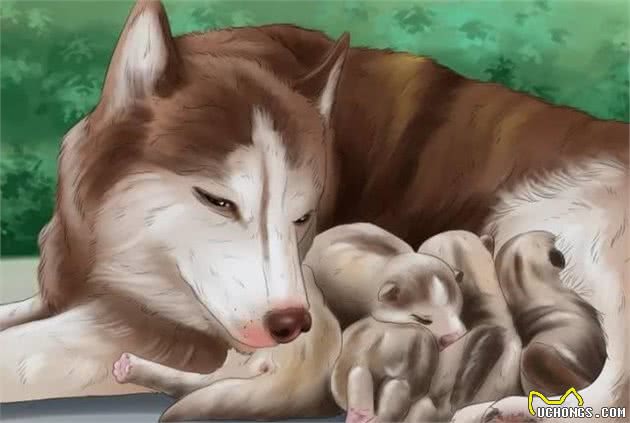狗妈妈产后缺乳怎么办？