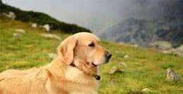 狗狗分辨人的方法，其实有这三个，主人不必担忧它找不到自己