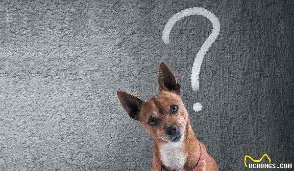 训犬怎么训，狗狗都不愿意听主人指令，究竟是哪里出问题