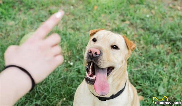 训犬怎么训，狗狗都不愿意听主人指令，究竟是哪里出问题
