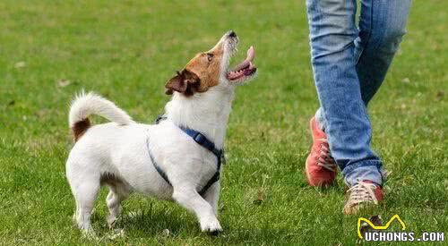 训犬怎么训，狗狗都不愿意听主人指令，究竟是哪里出问题