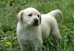 训犬怎么训，狗狗都不愿意听主人指令，究竟是哪里出问题