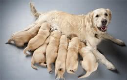 母狗吃掉幼犬真相