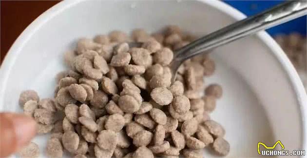 家里来了狗宝宝~接下来怎么照顾?