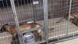 毒狗事件频繁发生，狗狗中毒了该怎么做？