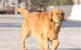 每一个季节狗狗的饮食管理，你需要了解一下？