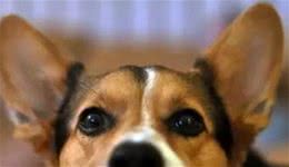 狗狗的耳朵有多好使？是先天的，还是也有不同