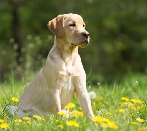 拉布拉多犬价格昂贵，离不开这“5个原因”