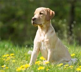 拉布拉多犬价格昂贵，离不开这“5个原因”
