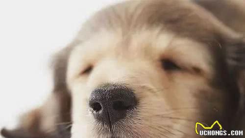 狗狗鼻子干，是生病了么？