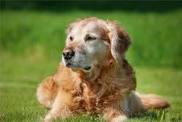 你还在嫌弃老年犬吗？十个老年犬的优点，让你爱上这些年老的狗狗