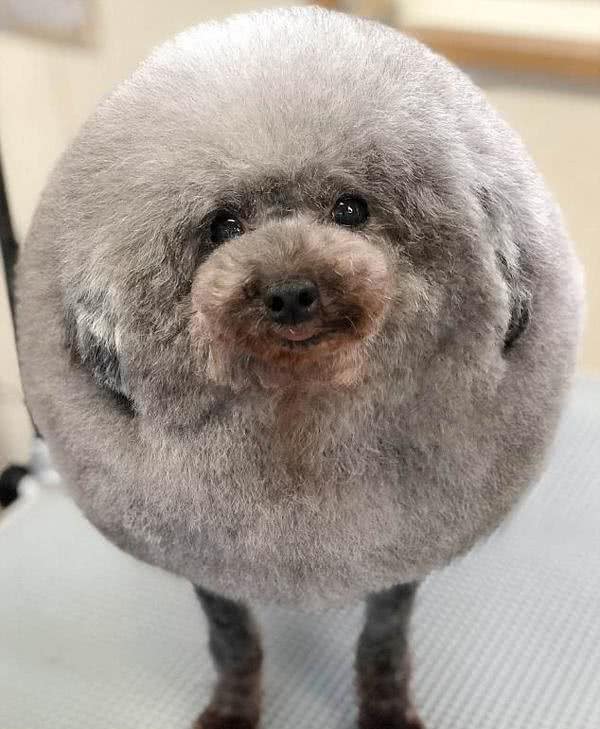 俨然一个“大绒球”!小贵宾犬美容后成“网红”