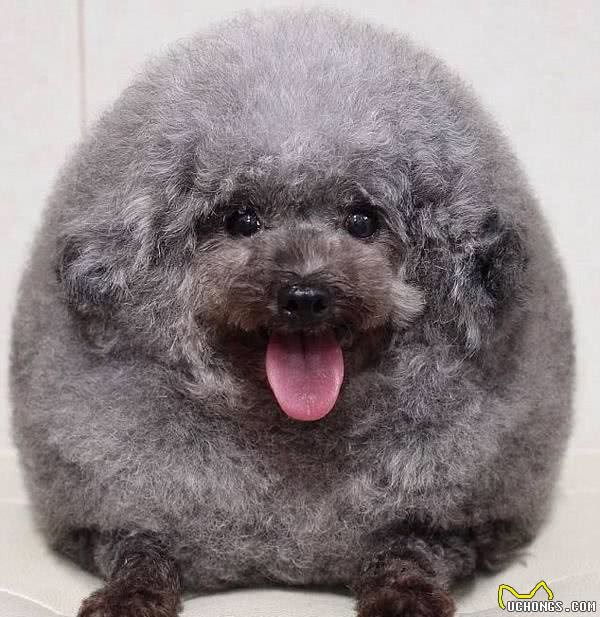 俨然一个“大绒球”!小贵宾犬美容后成“网红”