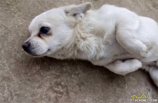 狗狗猝死并不是没有征兆，身体早就发出警告，只是宠主都忽视了