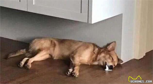 狗狗猝死并不是没有征兆，身体早就发出警告，只是宠主都忽视了