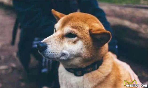 狗狗猝死并不是没有征兆，身体早就发出警告，只是宠主都忽视了