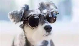 适合家养的小型犬！爱犬的你，可不要错过这7种哦