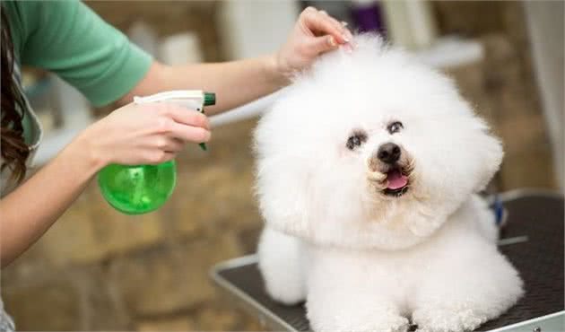 比熊犬好养吗？新人养比熊犬注意事项，牢记这5点，养起来更轻松