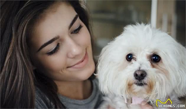 比熊犬好养吗？新人养比熊犬注意事项，牢记这5点，养起来更轻松